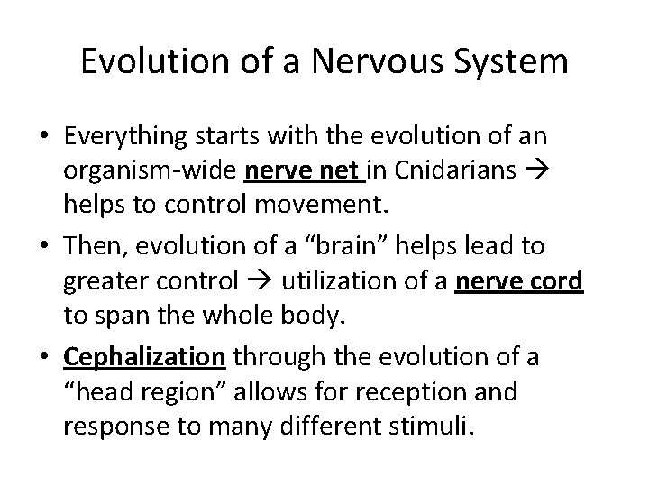 Evolution of a Nervous System • Everything starts with the evolution of an organism-wide