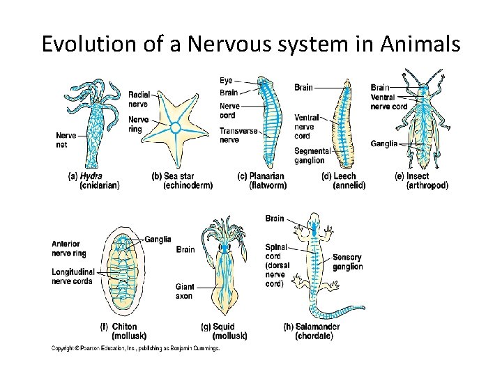 Evolution of a Nervous system in Animals 