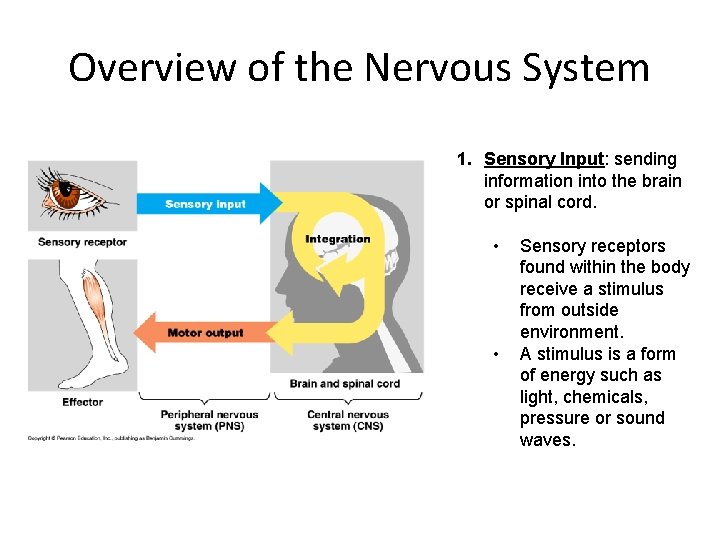 Overview of the Nervous System 1. Sensory Input: sending information into the brain or