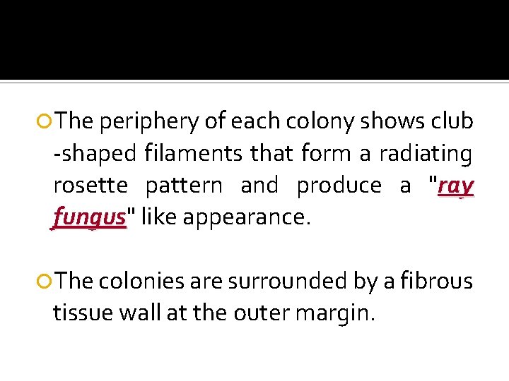  The periphery of each colony shows club -shaped filaments that form a radiating