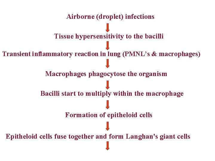 Airborne (droplet) infections Tissue hypersensitivity to the bacilli Transient inflammatory reaction in lung (PMNL’s