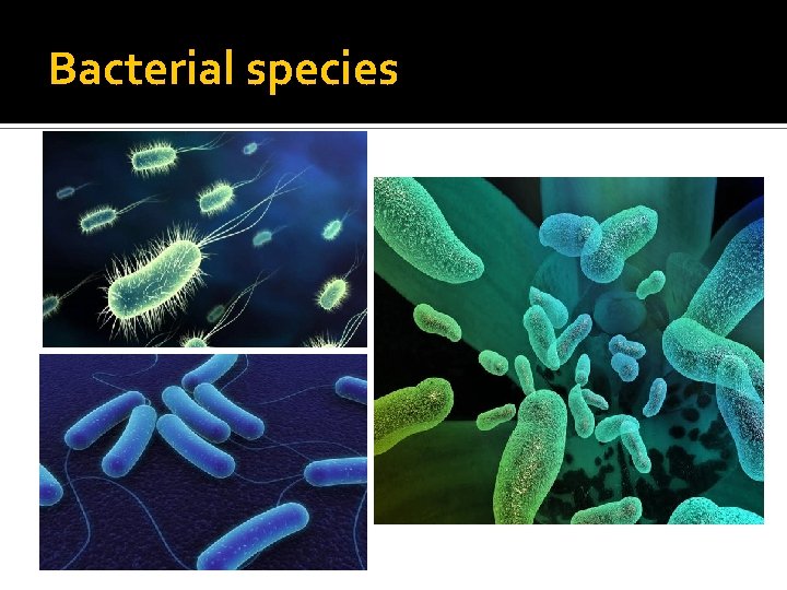 Bacterial species 