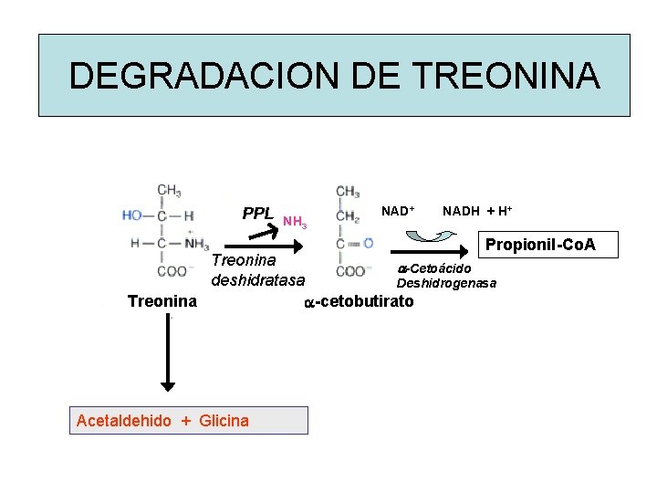 DEGRADACION DE TREONINA PPL NH 3 NAD+ NADH + H+ Propionil-Co. A Treonina a-Cetoácido