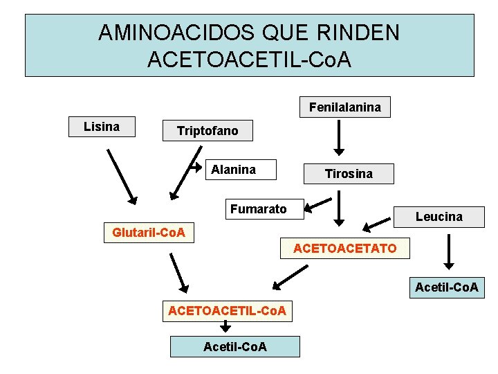 AMINOACIDOS QUE RINDEN ACETOACETIL-Co. A Fenilalanina Lisina Triptofano Alanina Tirosina Fumarato Leucina Glutaril-Co. A