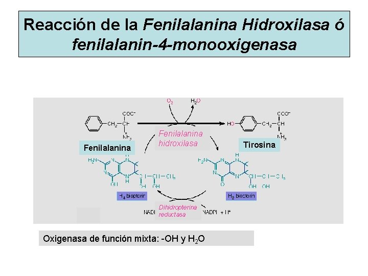 Reacción de la Fenilalanina Hidroxilasa ó fenilalanin-4 -monooxigenasa Fenilalanina hidroxilasa Dihidropterina reductasa Oxigenasa de