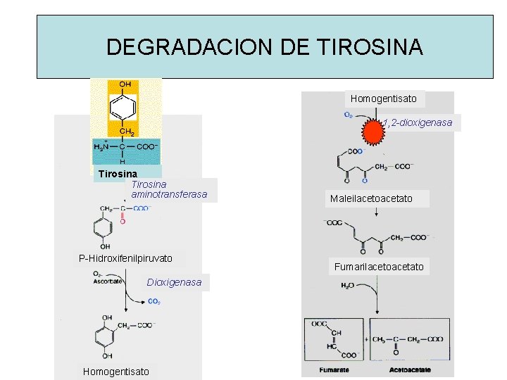 DEGRADACION DE TIROSINA Homogentisato 1, 2 -dioxigenasa Tirosina aminotransferasa P-Hidroxifenilpiruvato Dioxigenasa Homogentisato Maleilacetoacetato Fumarilacetoacetato