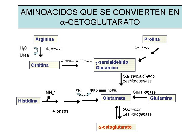 AMINOACIDOS QUE SE CONVIERTEN EN a-CETOGLUTARATO Arginina H 2 O Prolina Oxidasa Arginasa Urea