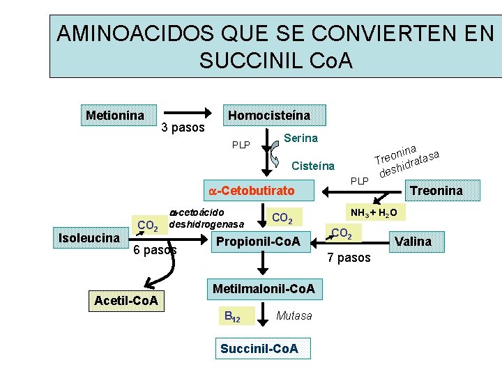 AMINOACIDOS QUE SE CONVIERTEN EN SUCCINIL Co. A Metionina Homocisteína 3 pasos PLP Serina