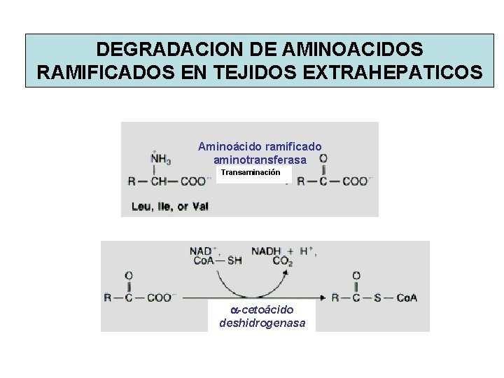 DEGRADACION DE AMINOACIDOS RAMIFICADOS EN TEJIDOS EXTRAHEPATICOS Aminoácido ramificado aminotransferasa Transaminación a-cetoácido deshidrogenasa 