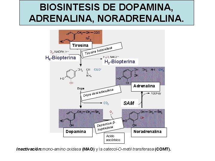 BIOSINTESIS DE DOPAMINA, ADRENALINA, NORADRENALINA. Tirosina H 4 -Biopterina na hi Tirosi sa a