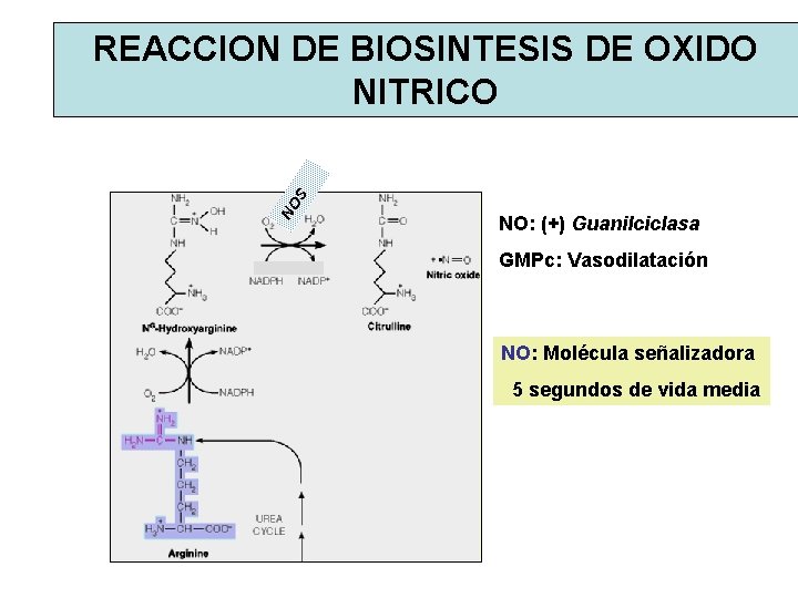 NO S REACCION DE BIOSINTESIS DE OXIDO NITRICO NO: (+) Guanilciclasa GMPc: Vasodilatación NO: