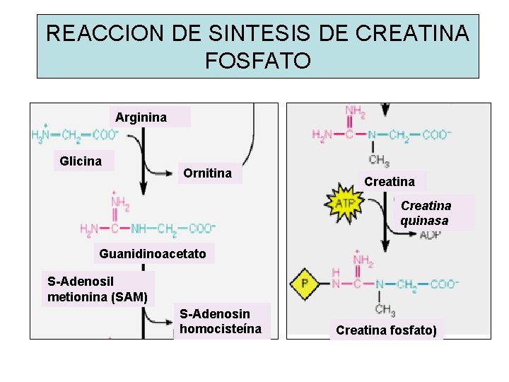 REACCION DE SINTESIS DE CREATINA FOSFATO Arginina Glicina Ornitina Creatina quinasa Guanidinoacetato S-Adenosil metionina