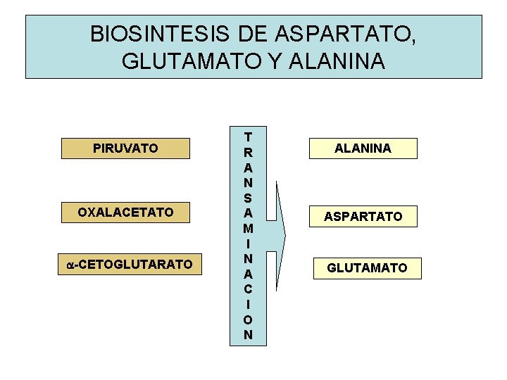 BIOSINTESIS DE ASPARTATO, GLUTAMATO Y ALANINA PIRUVATO OXALACETATO a-CETOGLUTARATO T R A N S