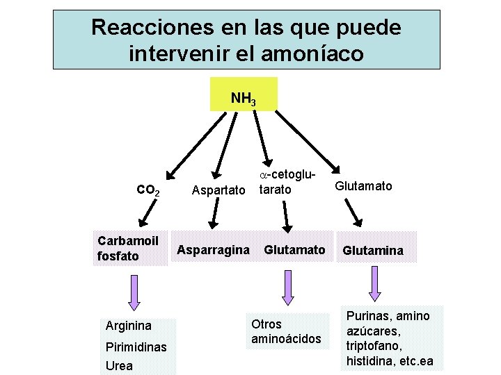 Reacciones en las que puede intervenir el amoníaco NH 3 CO 2 Aspartato Carbamoil