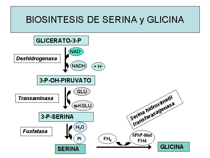 BIOSINTESIS DE SERINA y GLICINA GLICERATO-3 -P NAD+ Deshidrogenasa NADH + H+ 3 -P-OH-PIRUVATO