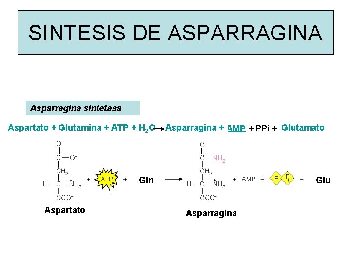 SINTESIS DE ASPARRAGINA Asparagine synthetase Asparragina sintetasa Aspartato + Glutamina + ATP + H