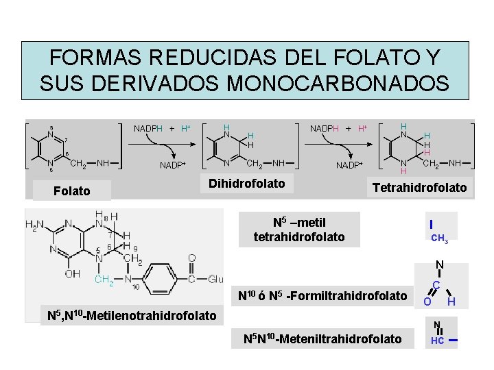 FORMAS REDUCIDAS DEL FOLATO Y SUS DERIVADOS MONOCARBONADOS Folato Dihidrofolato Tetrahidrofolato N 5 –metil