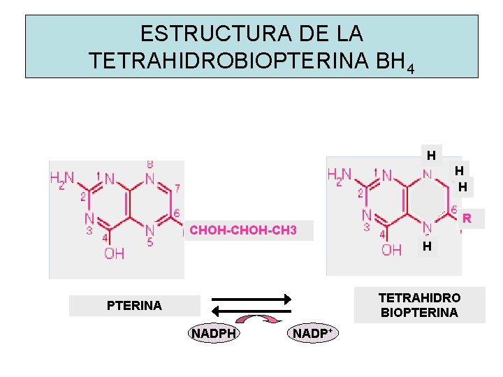 ESTRUCTURA DE LA TETRAHIDROBIOPTERINA BH 4 H H H R CHOH-CH 3 H TETRAHIDRO