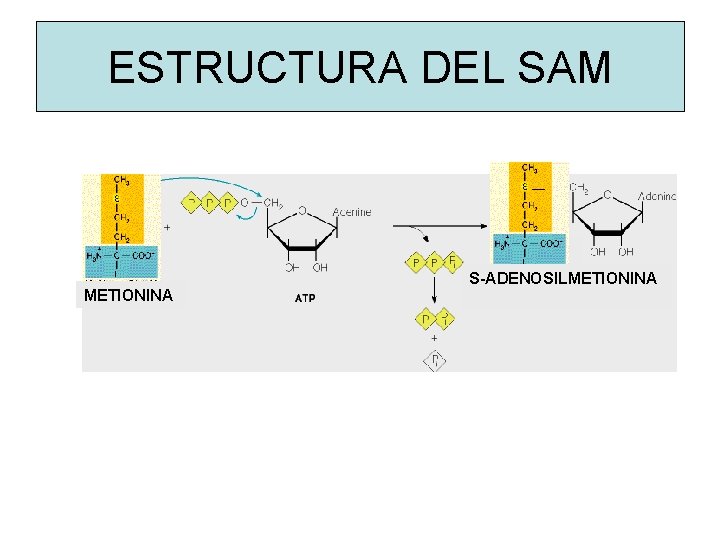 ESTRUCTURA DEL SAM ─ METIONINA S-ADENOSILMETIONINA 