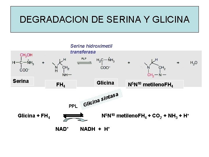 DEGRADACION DE SERINA Y GLICINA Serina hidroximetil transferasa Serina Glicina FH 4 N 5