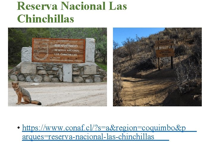 Reserva Nacional Las Chinchillas • https: //www. conaf. cl/? s=a&region=coquimbo&p arques=reserva-nacional-las-chinchillas 