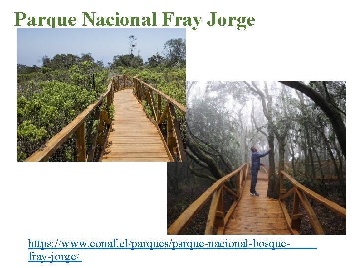 Parque Nacional Fray Jorge https: //www. conaf. cl/parques/parque-nacional-bosquefray-jorge/ 