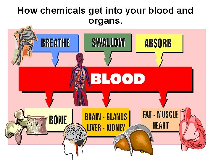 How chemicals get into your blood and organs. 