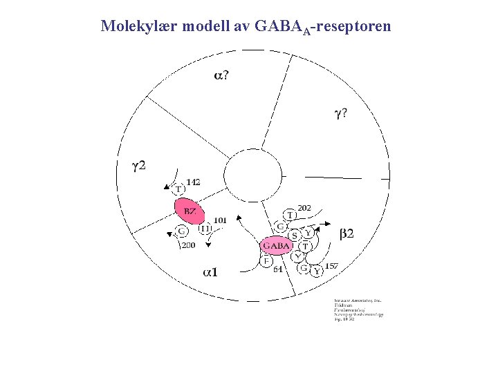 Molekylær modell av GABAA-reseptoren 