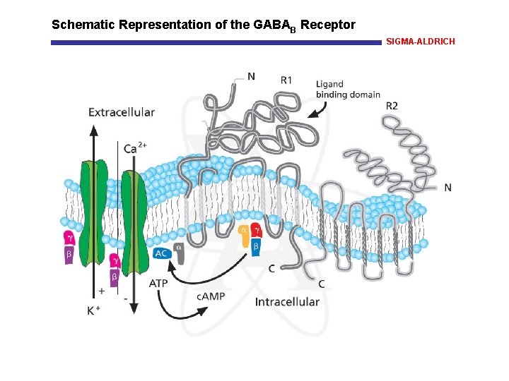 Schematic Representation of the GABAB Receptor SIGMA-ALDRICH 