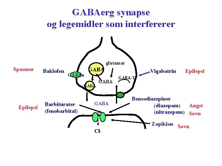 GABAerg synapse og legemidler som interfererer glutamat Spasmer Baklofen GABAB GABA Epilepsi Barbiturater (fenobarbital)