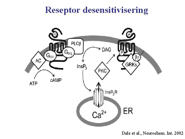 Reseptor desensitivisering Dale et al. , Neurochem. Int. 2002 