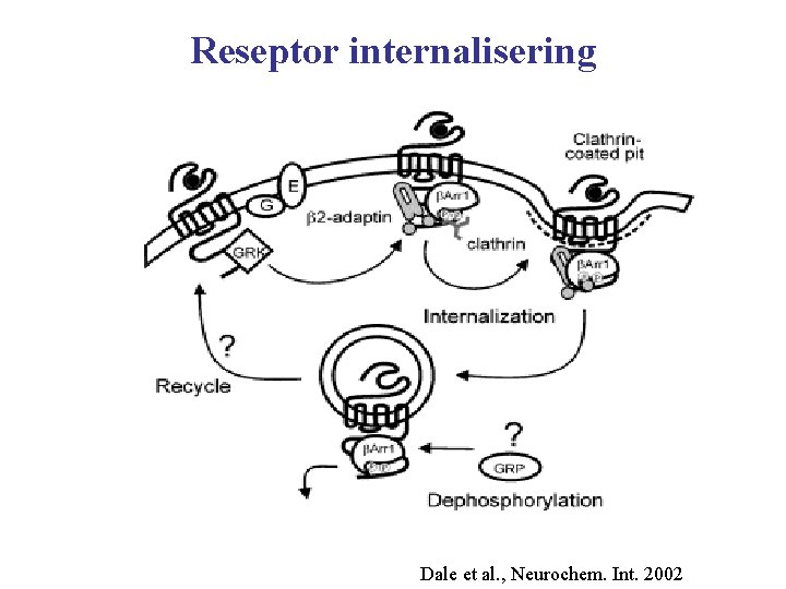 Reseptor internalisering Dale et al. , Neurochem. Int. 2002 