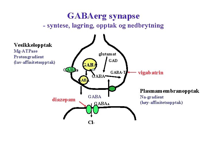 GABAerg synapse - syntese, lagring, opptak og nedbrytning Vesikkelopptak Mg-ATPase Protongradient (lav-affinitetsopptak) glutamat GABAB