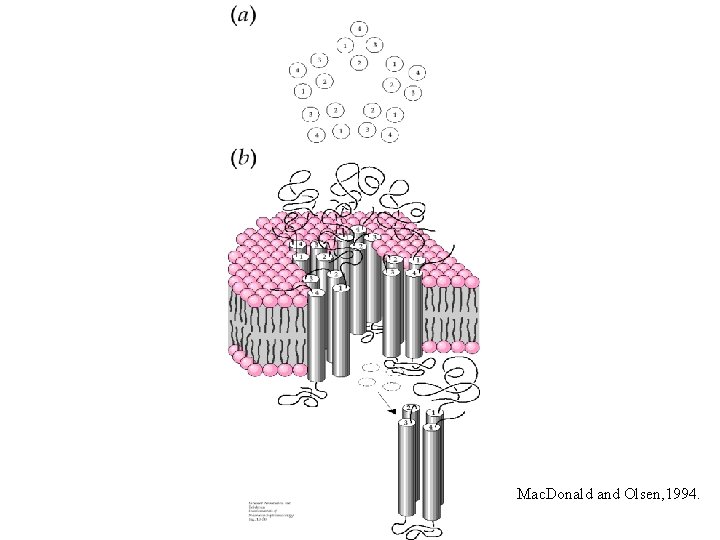 Mac. Donald and Olsen, 1994. 