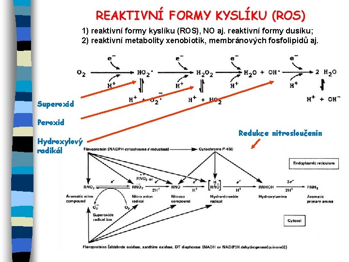 REAKTIVNÍ FORMY KYSLÍKU (ROS) 1) reaktivní formy kyslíku (ROS), NO aj. reaktivní formy dusíku;