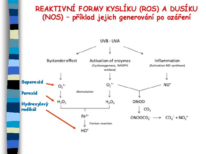 REAKTIVNÍ FORMY KYSLÍKU (ROS) A DUSÍKU (NOS) – příklad jejich generování po ozáření Superoxid