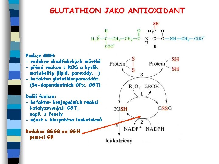 GLUTATHION JAKO ANTIOXIDANT Funkce GSH: - redukce disulfidických můstků - přímá reakce s ROS