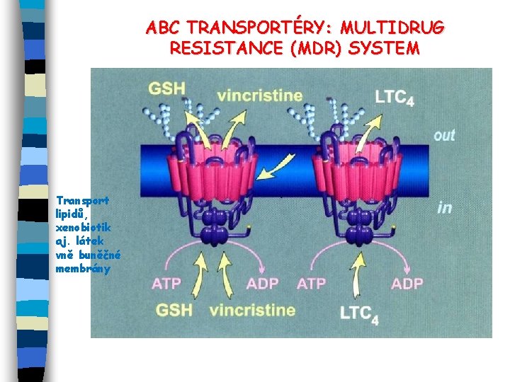 ABC TRANSPORTÉRY: MULTIDRUG RESISTANCE (MDR) SYSTEM Transport lipidů, xenobiotik aj. látek vně buněčné membrány