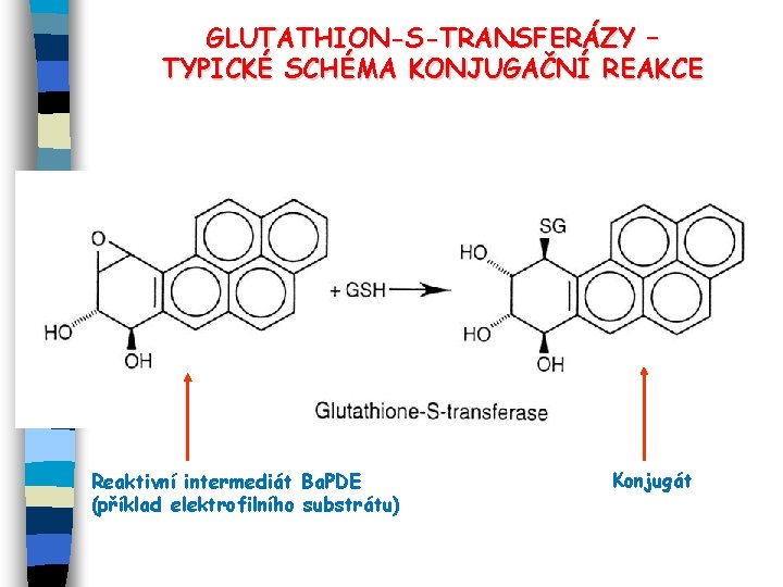 GLUTATHION-S-TRANSFERÁZY – TYPICKÉ SCHÉMA KONJUGAČNÍ REAKCE Reaktivní intermediát Ba. PDE (příklad elektrofilního substrátu) Konjugát