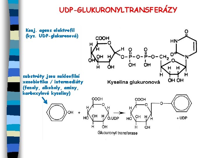 UDP-GLUKURONYLTRANSFERÁZY Konj. agens elektrofil (kys. UDP-glukuronová) substráty jsou nukleofilní xenobiotika / intermediáty (fenoly, alkoholy,