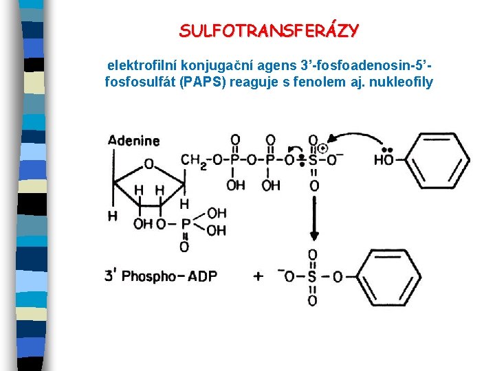 SULFOTRANSFERÁZY elektrofilní konjugační agens 3’-fosfoadenosin-5’fosfosulfát (PAPS) reaguje s fenolem aj. nukleofily 