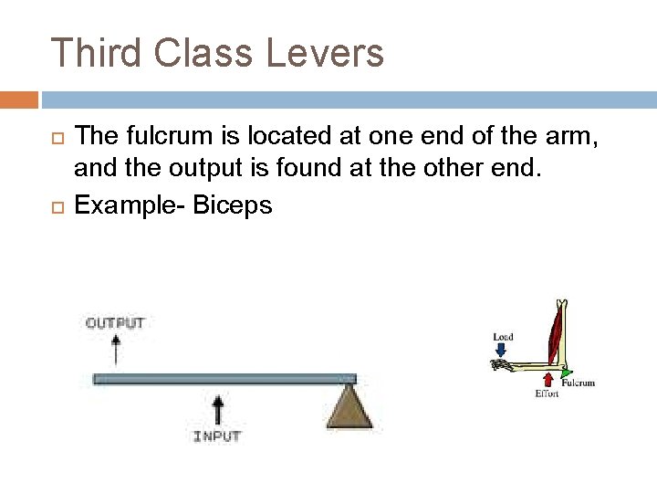 Third Class Levers The fulcrum is located at one end of the arm, and