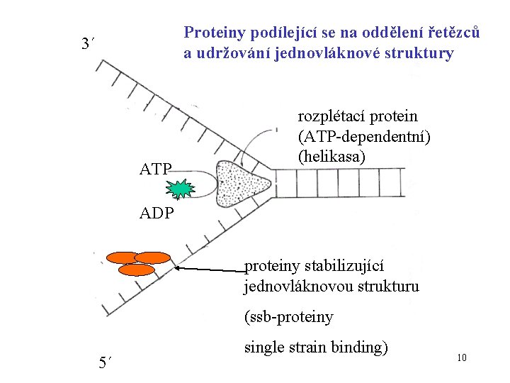 Proteiny podílející se na oddělení řetězců a udržování jednovláknové struktury 3´ ATP rozplétací protein