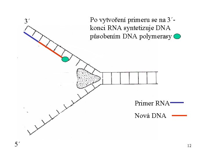 3´ Po vytvoření primeru se na 3´konci RNA syntetizuje DNA působením DNA polymerasy Primer
