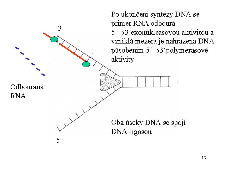 3´ Po ukončení syntézy DNA se primer RNA odbourá 5´ 3´exonukleasovou aktivitou a vzniklá