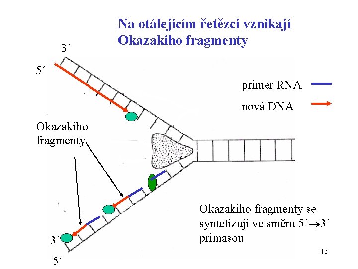 3´ Na otálejícím řetězci vznikají Okazakiho fragmenty 5´ primer RNA nová DNA Okazakiho fragmenty