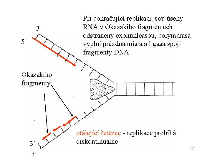 3´ 5´ Při pokračující replikaci jsou úseky RNA v Okazakiho fragmentech odstraněny exonukleasou, polymerasa