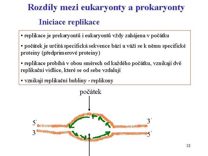Rozdíly mezi eukaryonty a prokaryonty Iniciace replikace • replikace je prekaryontů i eukaryontů vždy