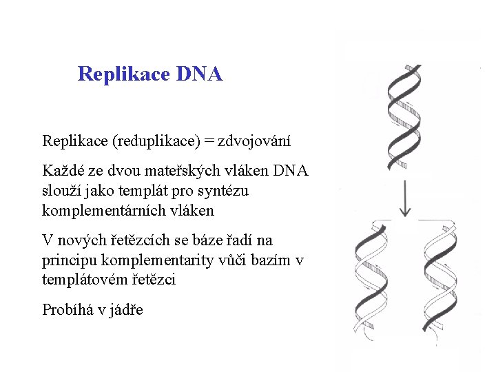 Replikace DNA Replikace (reduplikace) = zdvojování Každé ze dvou mateřských vláken DNA slouží jako