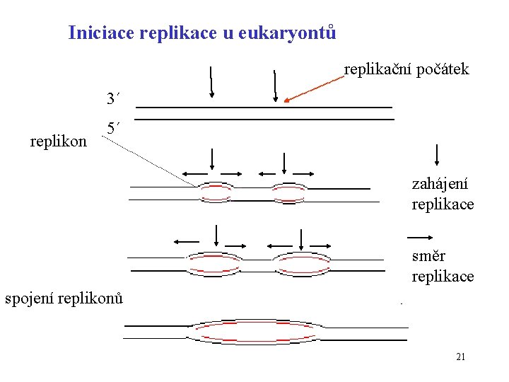 Iniciace replikace u eukaryontů replikační počátek 3´ replikon 5´ zahájení replikace směr replikace spojení